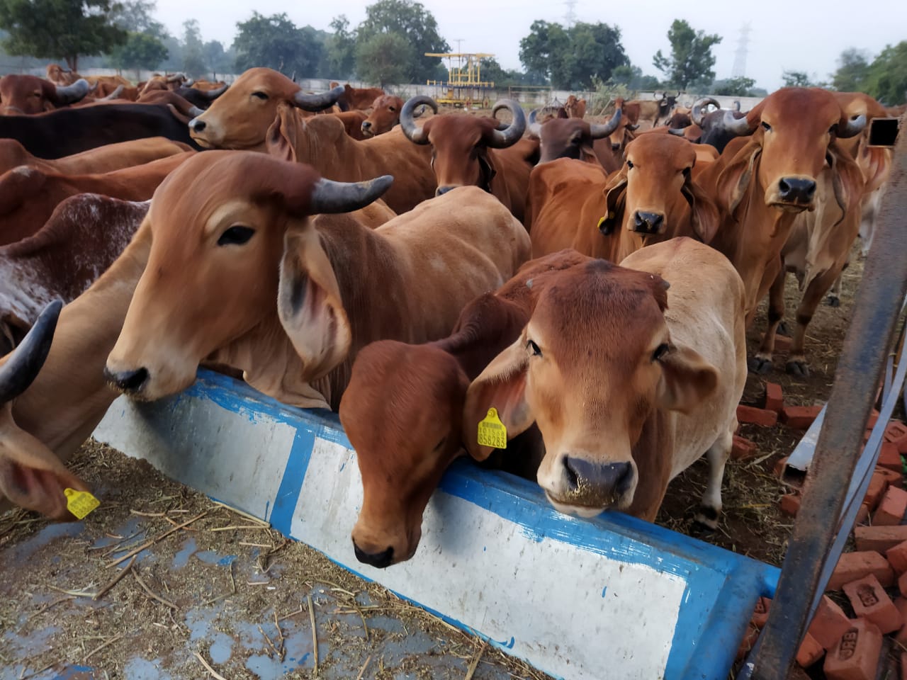 A cow in a peaceful setting, representing Gau Seva.
