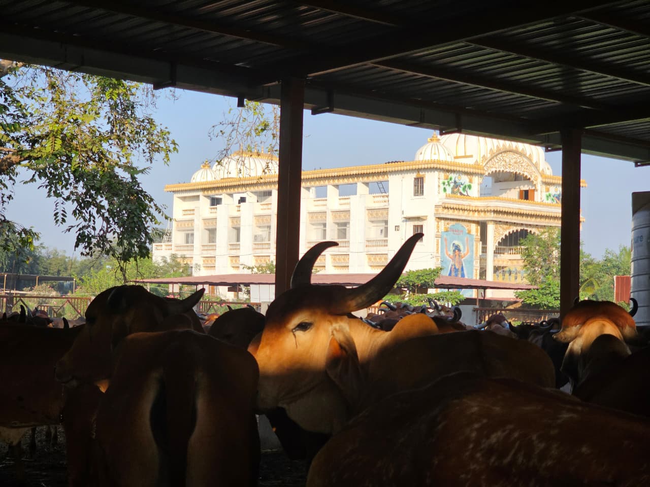 Sacred cow being served by devotees