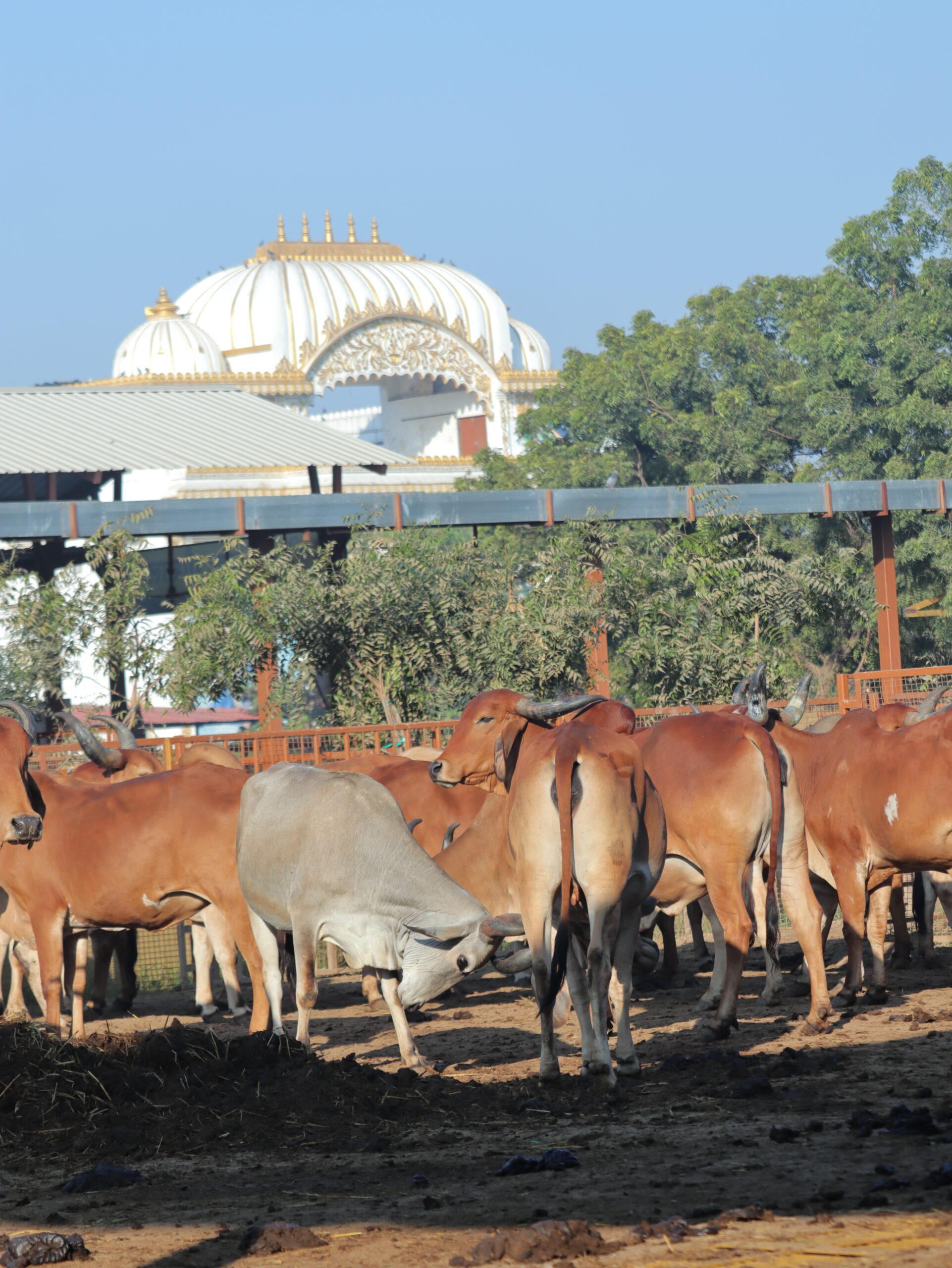 Clean and spacious ISKCON Gaushala shelter