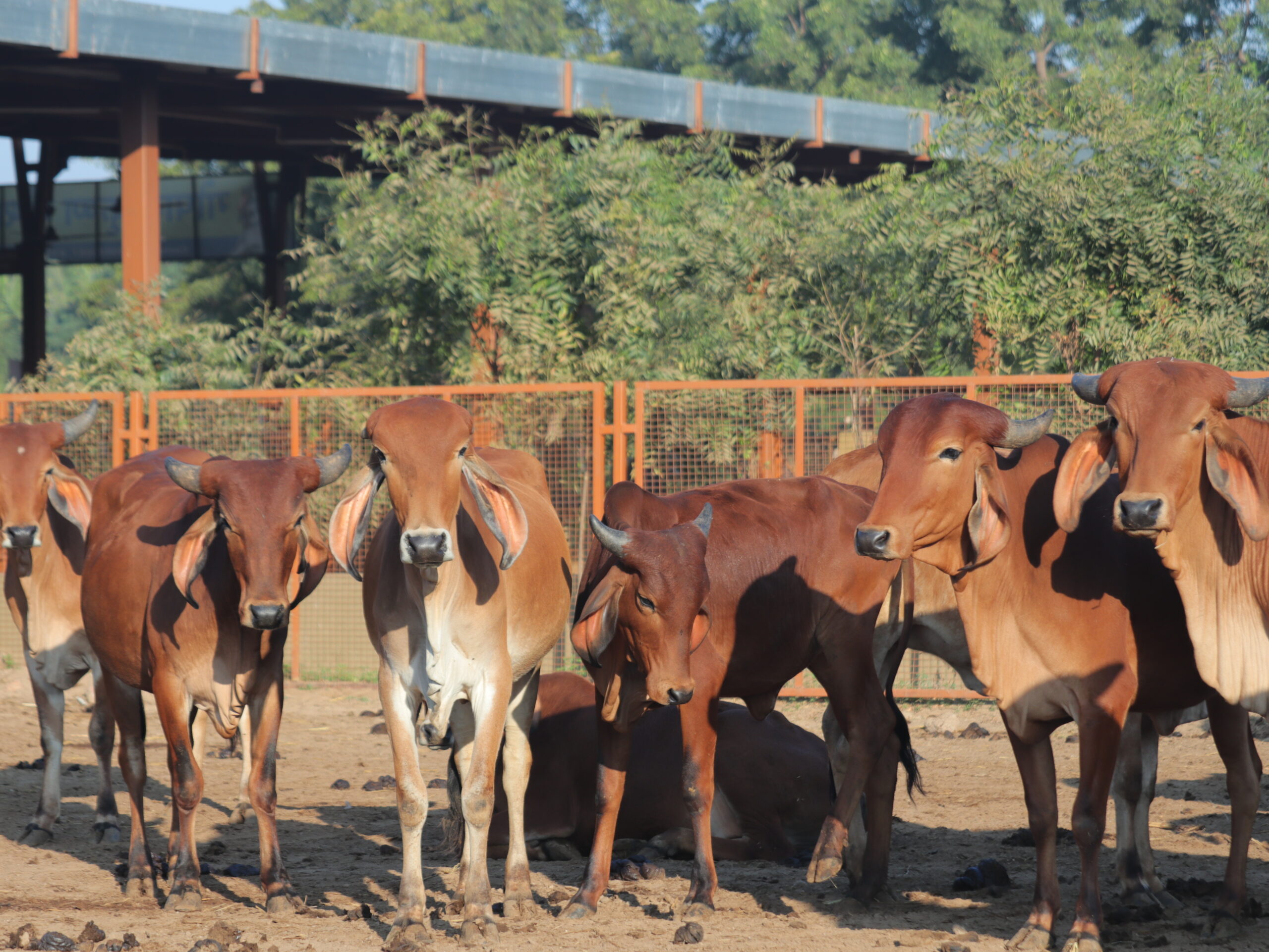 Veterinarian treating a cow