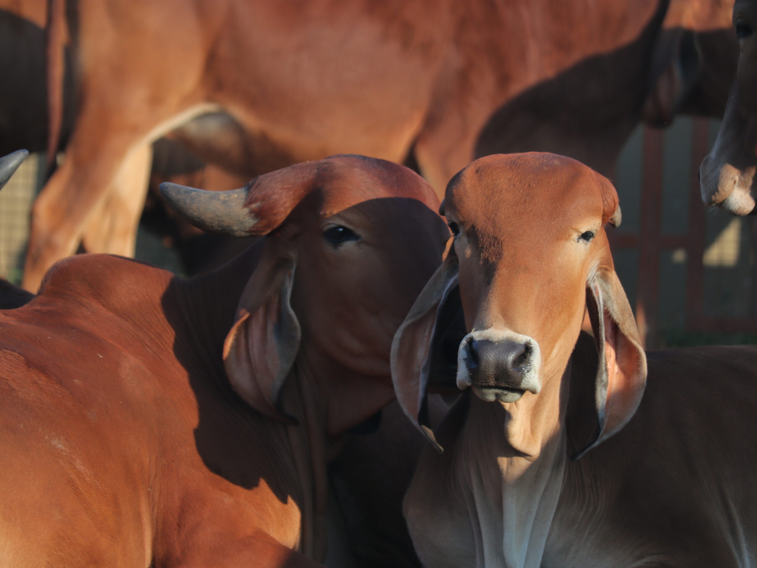 Joyful calves playing in the pasture