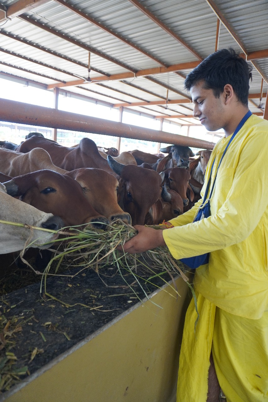 Devotees performing arati for the cows